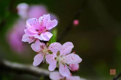 好桃花